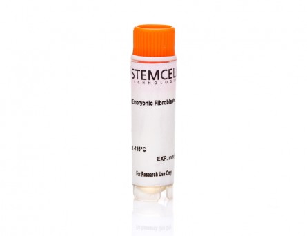 Puromycin-Resistant Mouse Embryonic Fibroblasts, Day E13.5