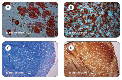 https://www.stemcell.com/media/images/data-figures/05429/05429_img02.jpg